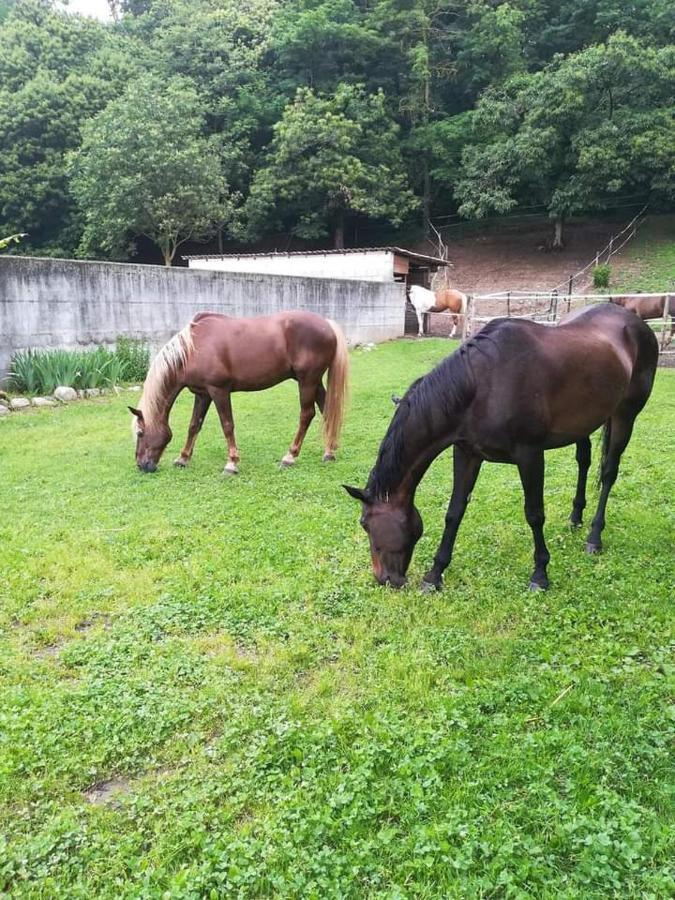 Azienda Agrituristica Scotti Сомма-Ломбардо Екстер'єр фото