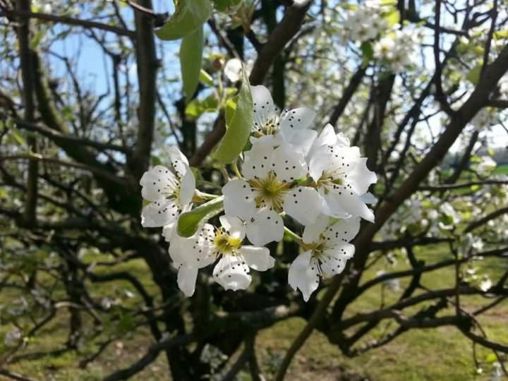 Azienda Agrituristica Scotti Сомма-Ломбардо Екстер'єр фото